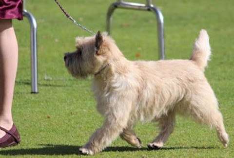 Photo: Highcroft Cairn Terriers - Boarding and Grooming